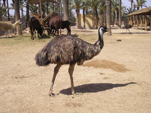 Emu Pictures - Picture of Emu